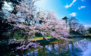 Cherry Blossom Trees screenshot