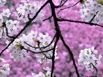 Cherry Blossoms In Spring screenshot