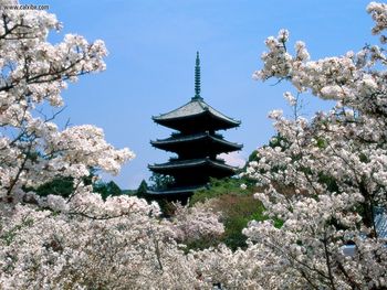Cherry Blossoms Ninna Ji Temple Grounds Kyoto Japan screenshot