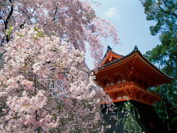 Cherry Blossoms Ninnaji Temple Kyoto Japan screenshot