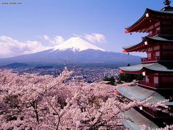 Cherry Blossomsand Mount Fuji Japan screenshot