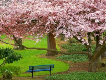 Cherry Tree Evergreen Park Washington screenshot