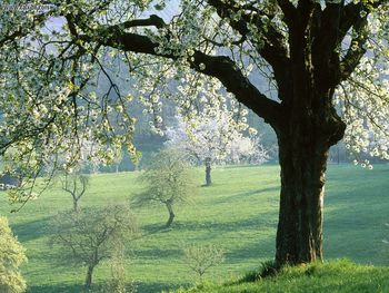 Cherry Tree Germany screenshot