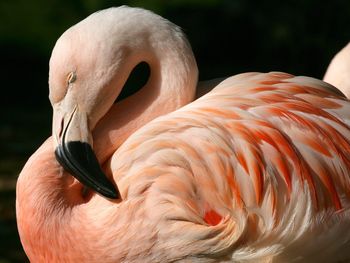 Chilean Flamingo screenshot