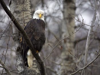 Chilkat Bald Eagle Preserve, Alaska screenshot