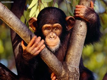 Chimpanzee screenshot