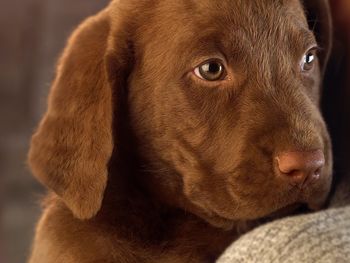 Chocolate Lab Puppy screenshot