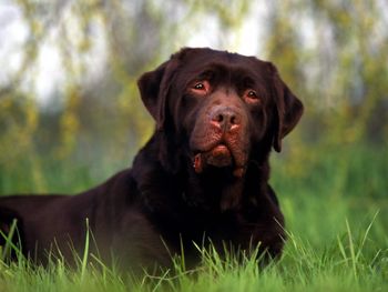 Chocolate Labrador screenshot