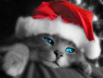 Christmas Cat screenshot