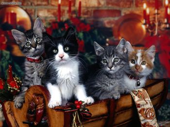 Christmas Kittens screenshot