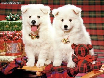 Christmas Pups screenshot