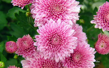 Chrysanthemum Flowers screenshot