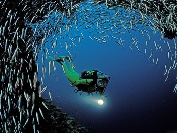 Circle Of Underwater Life screenshot