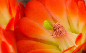 Claret Cup Cactus Blossom screenshot