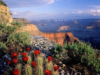 Claret Cup Cactus Grand Canyon National Park Arizona screenshot