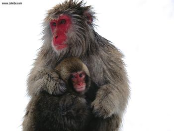 Close Comfort Japanese Snow Monkeys screenshot