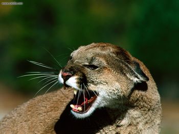 Close Snarl Cougar screenshot