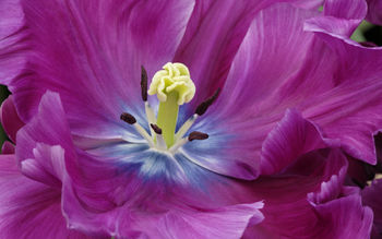 Close Up of a Purple Tulip screenshot
