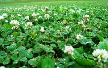 Clovers Up Close By Seamonkey screenshot