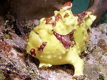 Clown Frogfish Indonesia screenshot