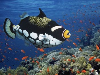 Clown Triggerfish screenshot