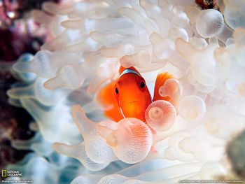 Clownfish And Bubble-Tipped Anemone screenshot