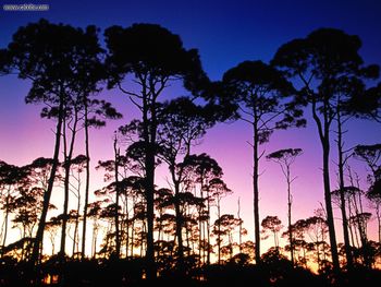 Coastal Pines St Joseph Peninsula State Park screenshot