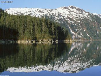 Coastal Sitka Spruce Forest Southeast Alaska screenshot