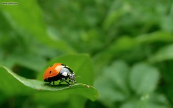 Coccinellidae On Leaf screenshot