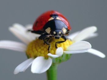 Coccinellidae screenshot