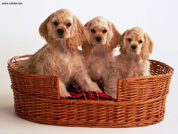 Cocker Spaniel Puppies screenshot