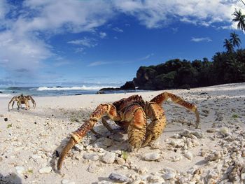 Coconut Crabs, Christmas Island screenshot