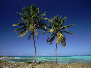 Coconut Palms, Bahamas screenshot