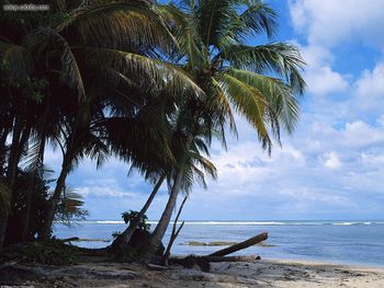Coconut Palms On The Beach Costa Rica screenshot