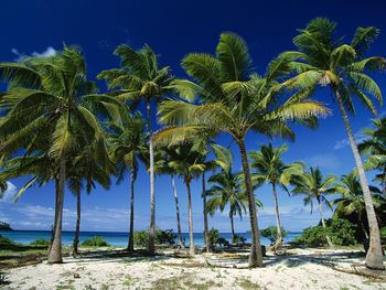 Coconut Palms, Taunga Island, Vava