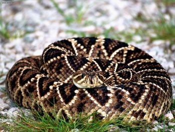 Coiled And Ready To Strike Eastern Diamondback Rattlesnake screenshot