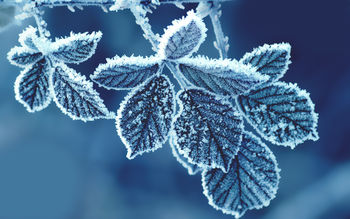 Cold Leaves screenshot