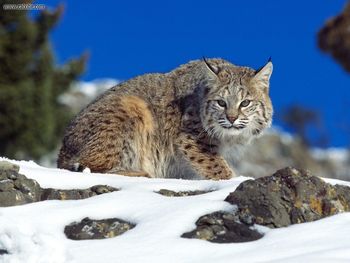 Cold Stare Bobcat screenshot