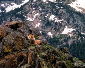 Colorado Rocky Mountain Bighorn screenshot