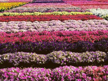 Colorful Bed Petunias screenshot