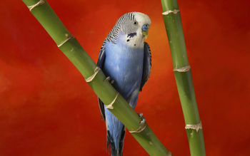 Colorful Budgerigar screenshot