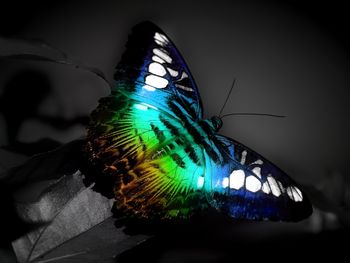 Colorful Butterfly screenshot
