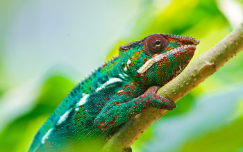 Colorful Chameleon 4K screenshot