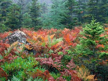 Colorful Ferns In Autumn Acadia National Park Maine screenshot