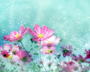 Colorful Flower Blossoms screenshot
