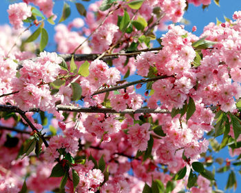 Colorful Flowers & Sky screenshot