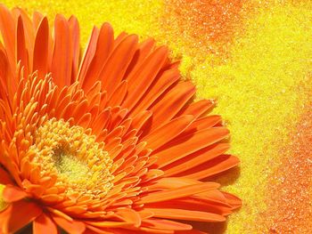 Colorful Gerbera Daisy screenshot