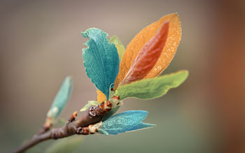 Colorful Leaves screenshot