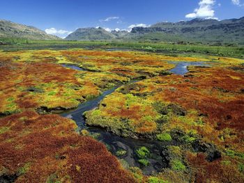 Colorful Mosses, Cedarberg Wilderness Area, Northern Cape, South Africa screenshot