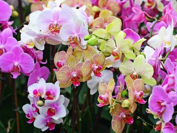 Colorful Orchids screenshot